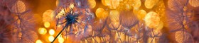 Кухонный фартук Мерцание Одуванчики золотистые 3 серебро в Белом Яре - belyj-yar.katalogmebeli.com | фото 1