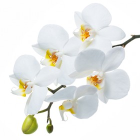 Стол обеденный Танго белый/Орхидея в Белом Яре - belyj-yar.katalogmebeli.com | фото 3
